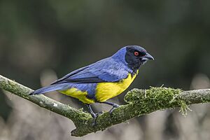 Hooded mountain tanager (Buthraupis montana cucullata) Caldas.jpg
