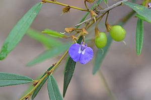 Hovea elliptica DSC 3841 (22473589992)