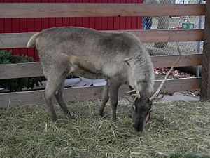 Hunter's Tree Farm - reindeer 02