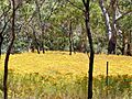 Hypericum perforatum field belair park