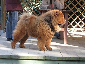 IMG 0383 - Chow Chow, side