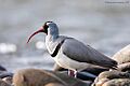 Ibisbill4