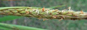 Ischaemum byrone (4832011541)
