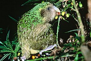 Kakapo Trevor feeding on poroporo fruit