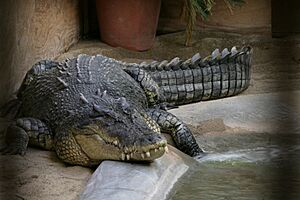 Large crocodile in park