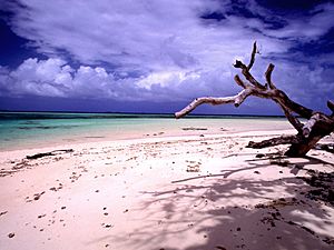 Laura beach n tree (170671778)