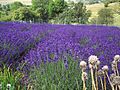 Lavender - geograph.org.uk - 494962