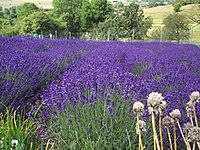 Lavender - geograph.org.uk - 494962