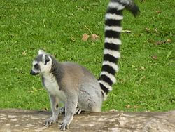 Lemur-ring-tailed