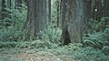 Lewis and Clark State Park (Washington); Old Growth (1649679326)