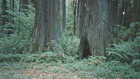 Lewis and Clark State Park (Washington); Old Growth (1649679326).jpg