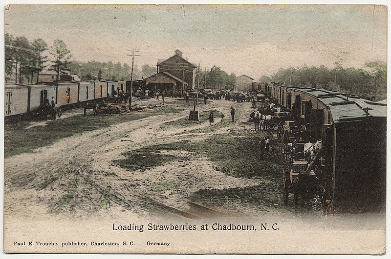 Image Loading strawberries in Chadbourn, 1907