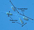 Longitudinal Diatom (Labelled)
