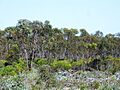 MAL Mallee 1 Clyde Hill NR III-2011