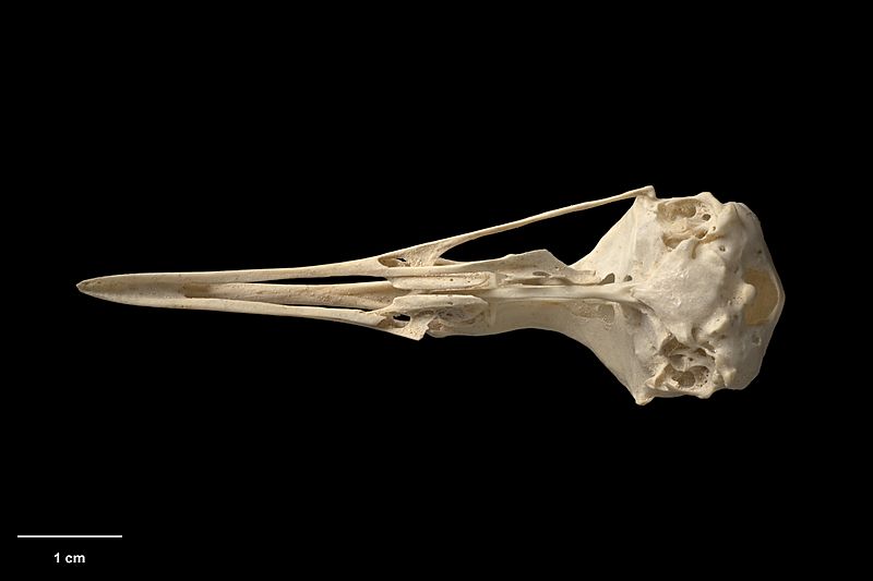 MA I360064 TePapa Gallirallus-dieffenbachii ventral