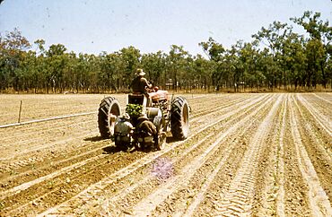 Machine Planting with Spray Lines, Mareeba Dimbulah Irrigation System, c 1958.jpg