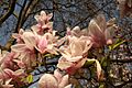 Magnolia flowers (Wiesbaden, Germany)
