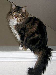 Maine Coon female 2 (retouched)