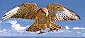 Mauritius Kestrel born in Kestrel Valley Mauritius4
