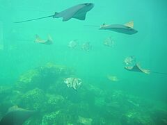 MiamiSeaquarium-Aquarium