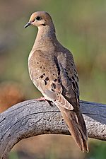 A mourning dove, Wisconsin's symbol of peace