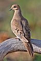 Mourning Dove 2006