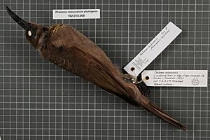 Naturalis Biodiversity Center - RMNH.AVES.84492 1 - Philemon moluccensis plumigenis (G.R. Gray, 1858) - Meliphagidae - bird skin specimen.jpeg