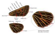 Noctuidae Wings