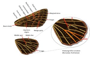 Noctuidae Wings