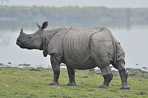 One horn Rhino in Kaziranga national park