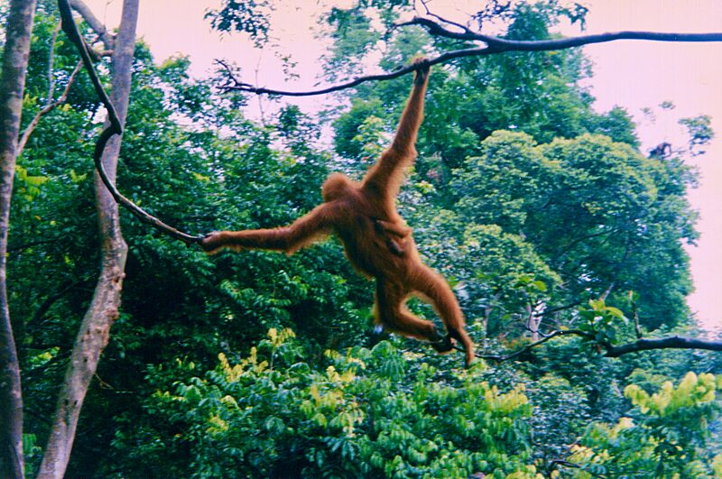 Orangutan and infant Sumatra
