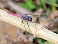 Orthetrum pruinosum at Kadavoor