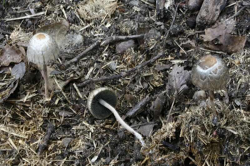 Panaeolus papilionaceus 20080913w