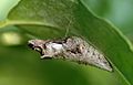 Papilio cresphontes chrysalis