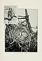Pictures of bird life - on woodland meadow, mountain and marsh (1903) (14749928302)
