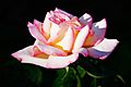 Pink rose albury botanical gardens edit