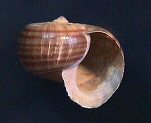 Pomacea glauca orinocensis 000p