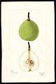 Pomological Watercolor POM00007116