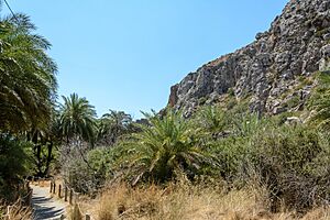 Preveli Palm Forest 02