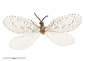 Protobiella zelandica Tillyard, 1923 (AM AMNZ75284-1).jpg
