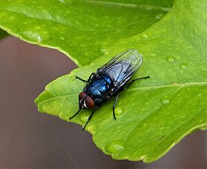 Protocalliphora azurea ? (35372959113)