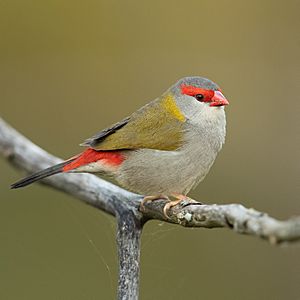 Red-browed Finch - Penrith.jpg