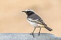 Red-rumped wheatear (Oenanthe moesta moesta) male Kebili