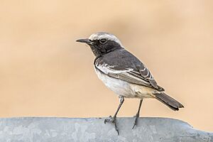 Red-rumped wheatear (Oenanthe moesta moesta) male Kebili.jpg