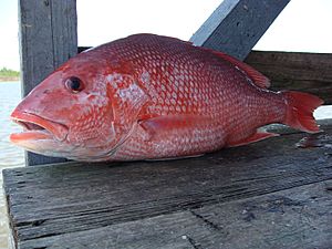 Bigeye Snapper- Facts and Photographs