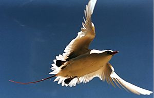 Red tailed tropic bird