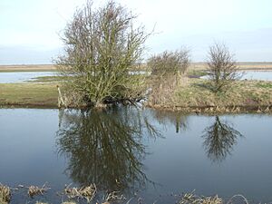 Reflections in Morton's Leam, Guyhirn Wash - The Nene Washes - geograph.org.uk - 1755651