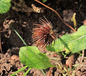Reife Frucht von Geum urbanum L. IMG 9316a