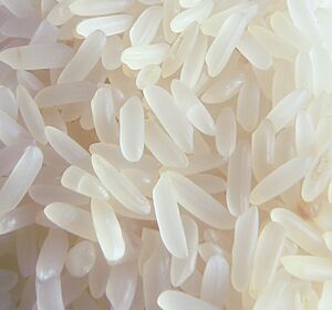 Rice p1160004