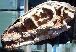 Riojasaurus skull.jpg